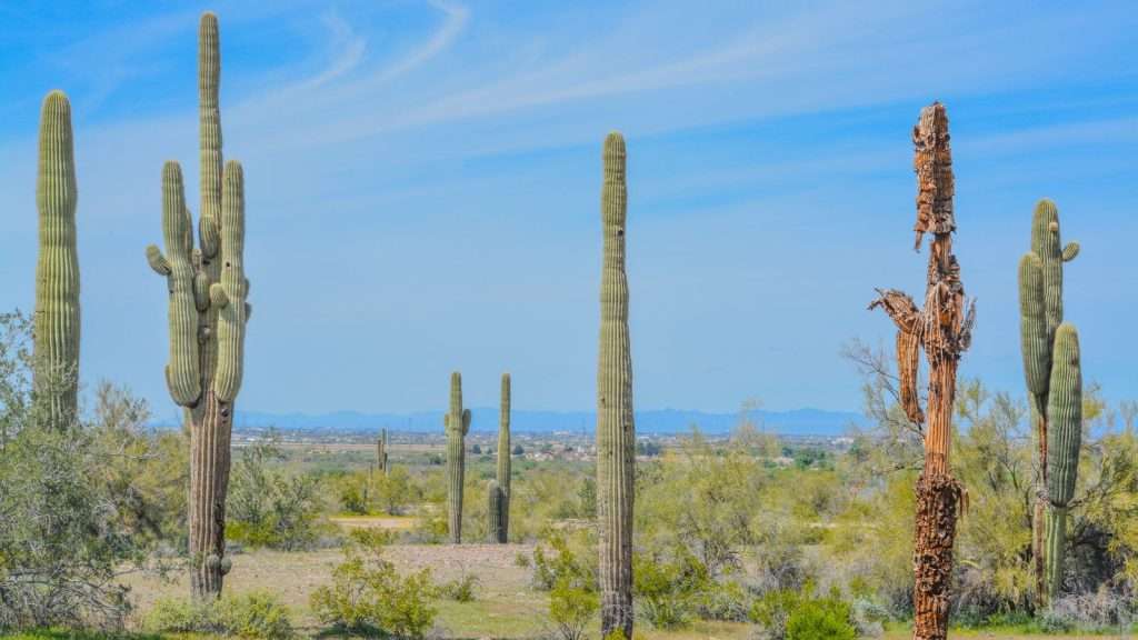 Saguaro cacti scattered across the Sonoran Desert landscape near Goodyear, Arizona, under a bright blue sky.