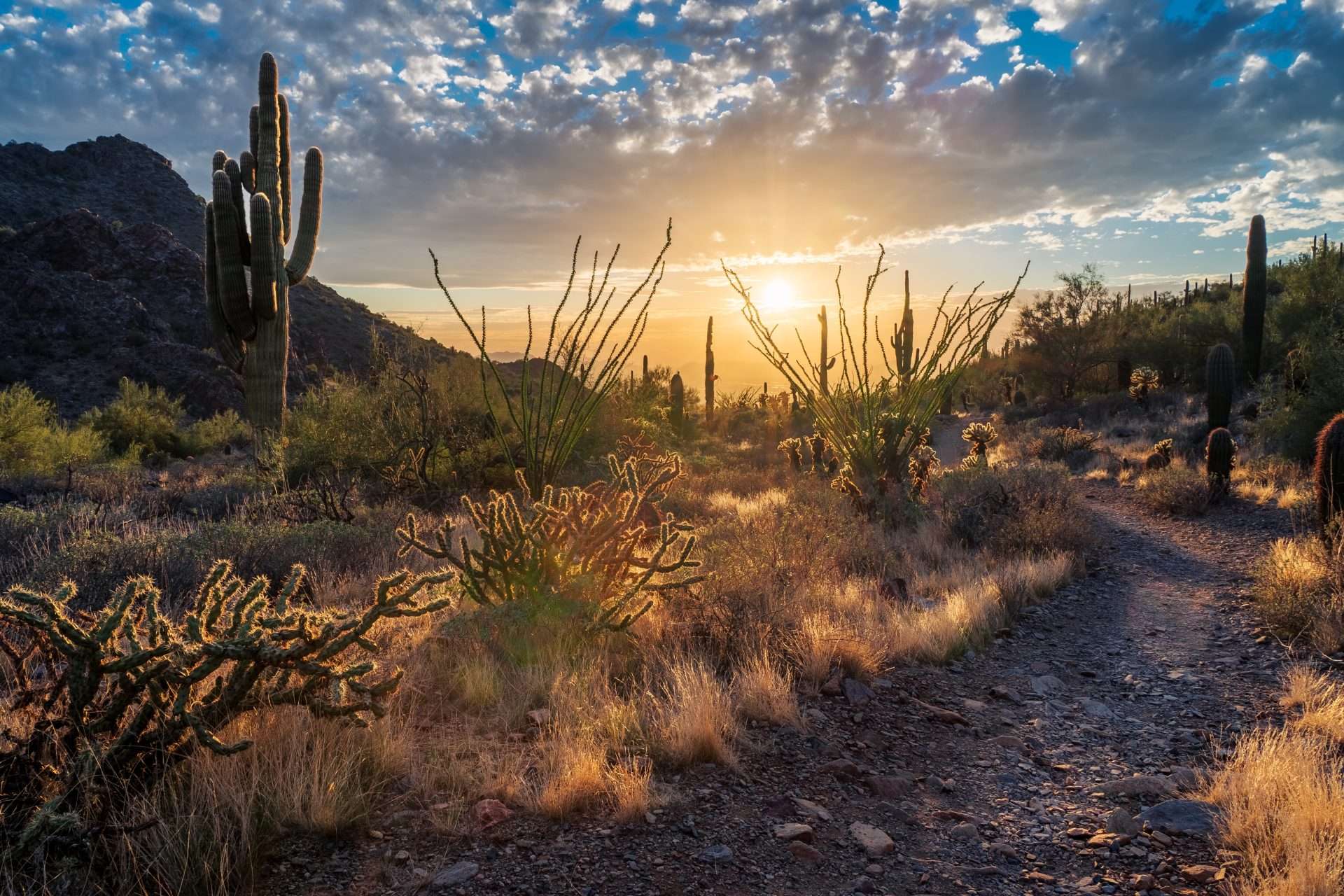 Scenic Phoenix desert with cacti at sunrise.